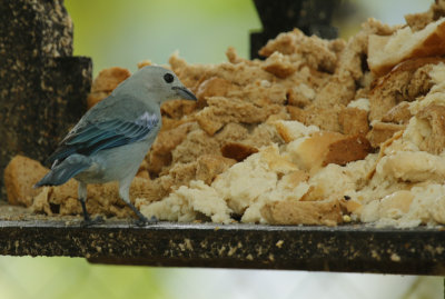 Blue-grey Tanager (Thraupis episcopus) Suriname - Paramaribo, Eco Resort Inn