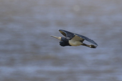 Tricolored Heron (Egretta tricolor) Suriname - Paramaribo