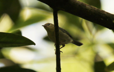 Bicolored Conebill (Conirostrum bicolor) Suriname - Commewijne, Warappakreek