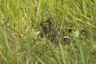 Crested Bobwhite (Colinus cristatus sonnini ) Suriname - Airport