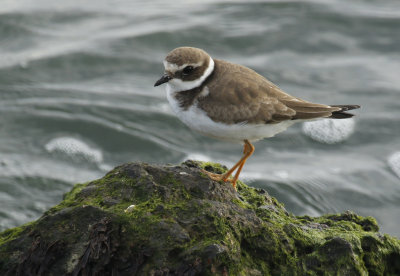 Common Ringed Plover (Charadrius hiaticula) 