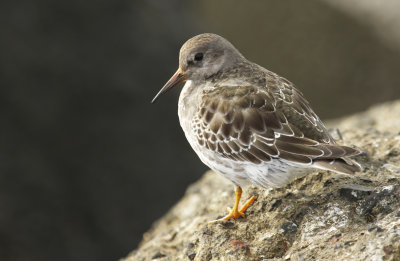Purple Sandpiper (Calidris maritima)
