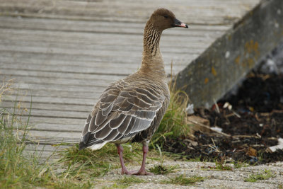 Pink-footed Goose (Anser brachyrhynchus) IJmuiden - Zuidpier - Jachthaven Seaport Marina