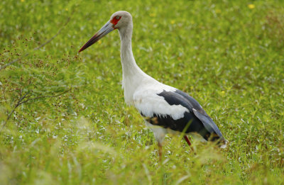 Maguari Stork (Ciconia maguari) 