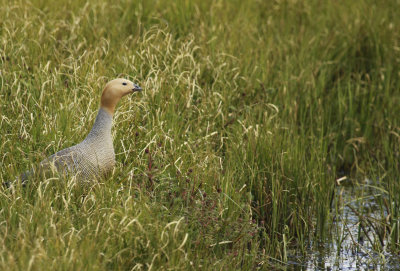 Ruddy-headed Goose (Chloephaga rubidiceps) Chile - Punta Arenas - Humedal Tres Puentes