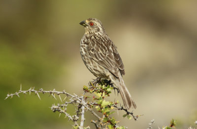 Rufous-tailed Plantcutter (Phytotoma rara)