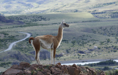 Chile - Torres del Paine National Park - Albatross Birding