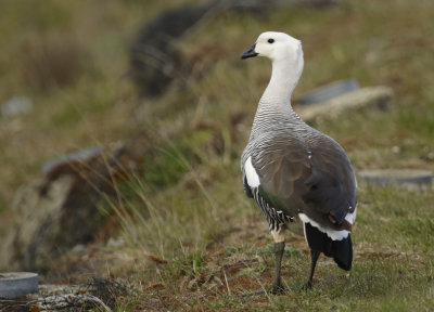 Upland or Magellanic Goose (Chloephaga picta) (Male) Chile - Punta Arenas - Humedal Tres Puentes