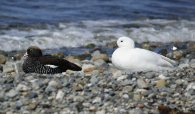 Kelp Goose (Chloephaga hybrida)