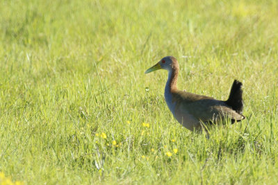 Giant Wood Rail (Aramides ypecaha) Argentina - Entre Rios, Ceibas