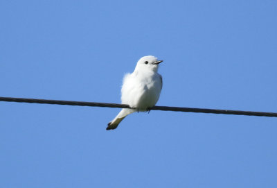 White Monjita (Xolmis irupero) Argentina - Entre Rios 