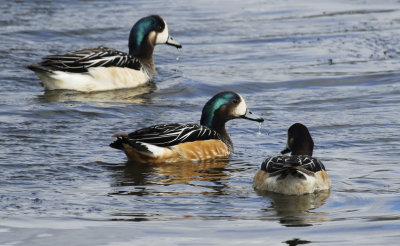 Chiloe Wigeon (Mareca sibilatrix) Chile - Punta Arenas - Humedal Tres Puentes