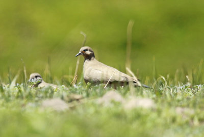 Black-winged Ground Dove (Metriopelia melanoptera)