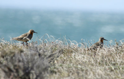 Tawny-throated Dotterel (Oreopholus ruficollis)