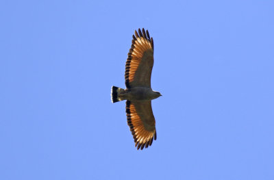 Savanna Hawk (Buteogallus meridionalis) Argentina - Entre Rios 