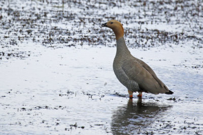 Ruddy-headed Goose (Chloephaga rubidiceps)