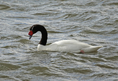 Black-necked Swan (Cygnus melancoryphus) Chile - Puerto Natales