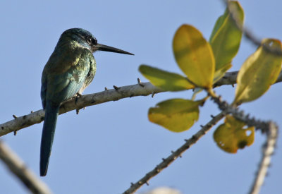 Bronzy Jacamar (Galbula leucogastra)