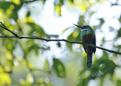 Green-tailed Jacamar (Galbula galbula)