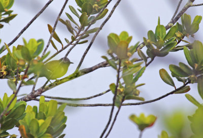 Southern White-fringed Antwren (Formicivora grisea grisea) Suriname - Para, Powakka