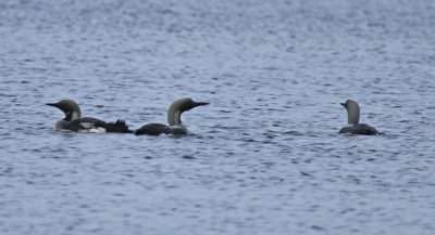 Black-throated Loon (Gavia arctica)
