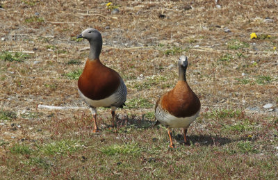 Ashy-headed Goose (Chloephaga poliocephala) Chile - Patagonia