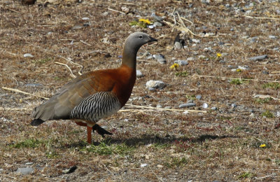 Ashy-headed Goose (Chloephaga poliocephala) Chile - Patagonia