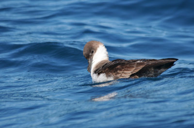 Great Shearwater (Puffinus gravis)