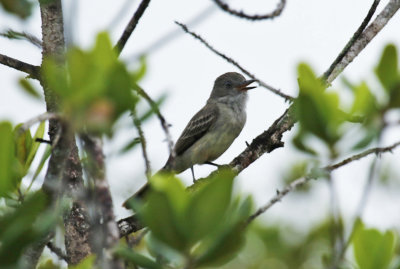 Pale-bellied Mourner (Rhytipterna immunda)
