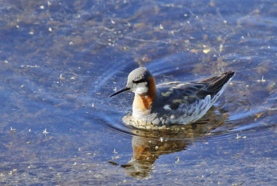 Red-necked Phalarope (Phalaropus lobatus)