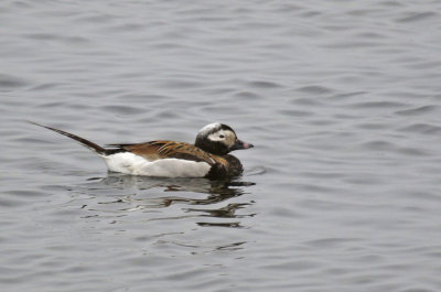 Long-tailed Duck (Clangula hyemalis)