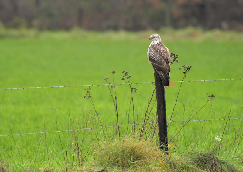 Buizerd / Common Buzzard (Hengelo)