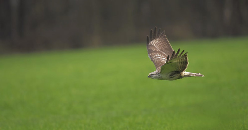 Buizerd / Common Buzzard (Hengelo)