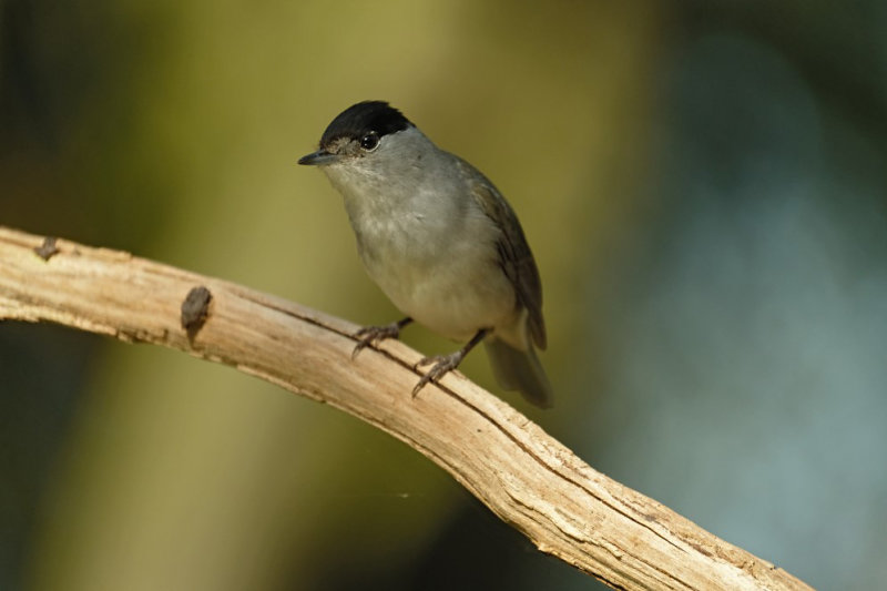 Zwartkop / Eurasian Blackcap (fotohut Arjan Troost)