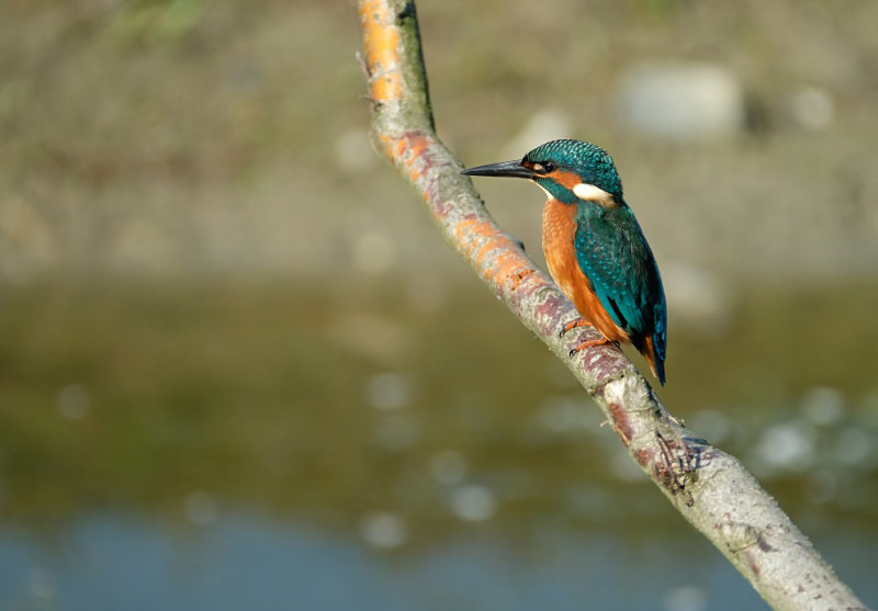 IJsvogel / Common Kingfisher (de Oelemars)