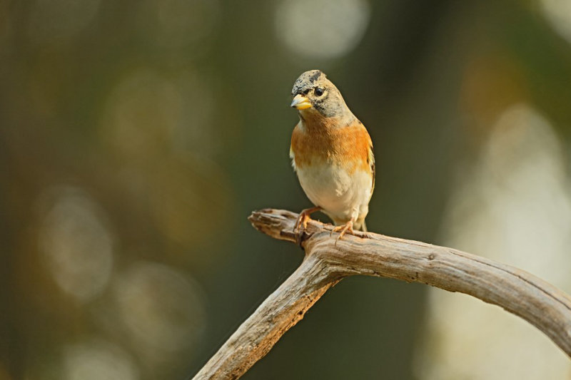 Keep / Brambling (hut Espelo)