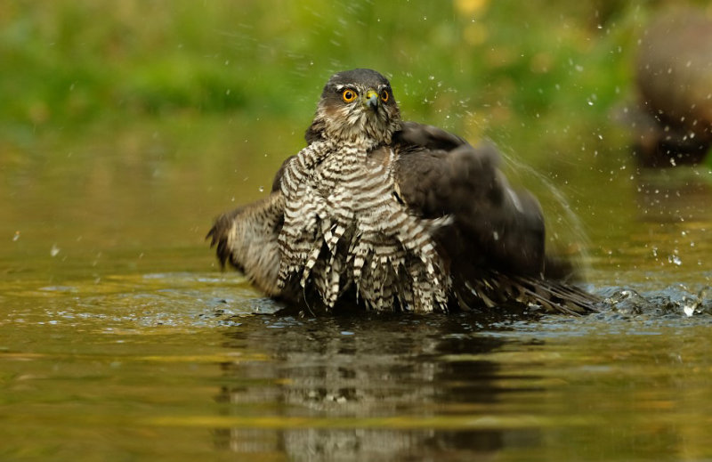 Sperwer / Eurasian Sparrowhawk (hut Espelo)