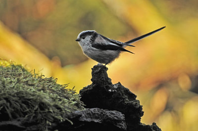 Staartmees / Long-tailed Tit (Boshut Arjan Troost)