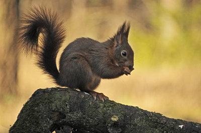 Eekhoorn / Squirrel (Boshut Arjan Troost)