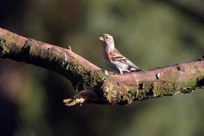 Keep / Brambling (Boshut Arjan Troost)