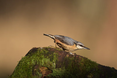 Boomklever / Eurasian Nuthatch (Boshut Arjan Troost)