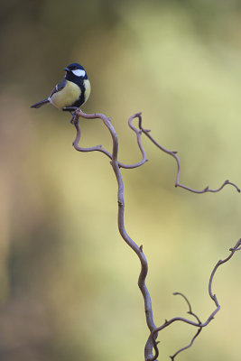 Koolmees / Great Tit (Boshut Arjan Troost)