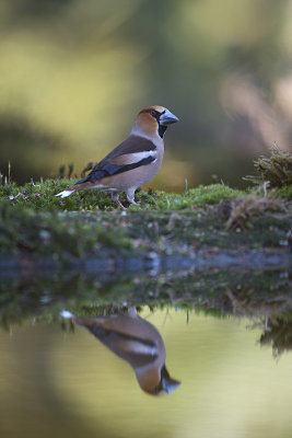 Appelvink / Hawfinch (Boshut Arjan Troost)