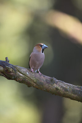 Appelvink / Hawfinch (Boshut Arjan Troost)