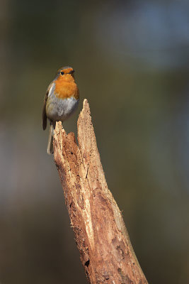 Roodborst / European Robin (Boshut Arjan Troost)