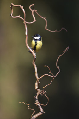 Koolmees / Great Tit (Boshut Arjan Troost)