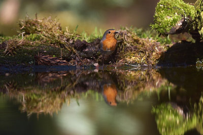 Roodborst / European Robin (Boshut Arjan Troost)