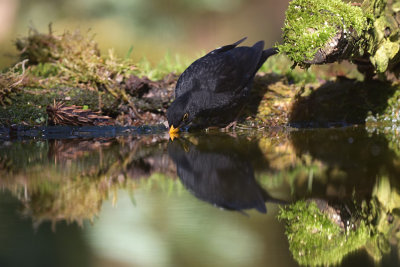 Merel / Common Blackbird (Boshut Arjan Troost)