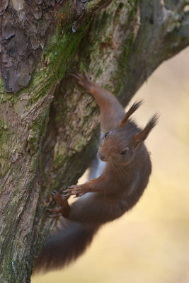 Eekhoorn / Squirrel (Boshut Arjan Troost)