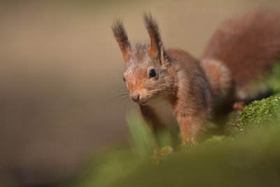 Eekhoorn / Squirrel (Boshut Arjan Troost)